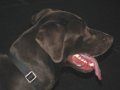 2010-02_18 Hemi Colonial K9